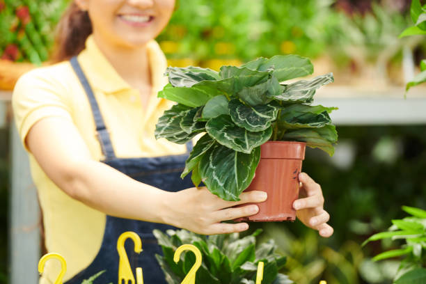 istock Greenhouse Worker Offering Flower 1334579997