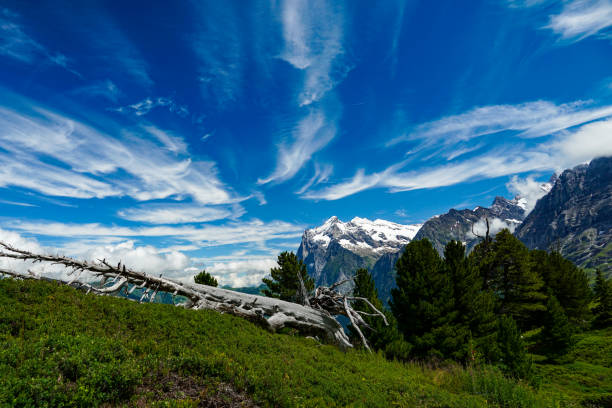 Mountain scenery with a deep blue sky and white clouds above snowy mountain peaks with green grass  and a large lying deadwood in the foreground
