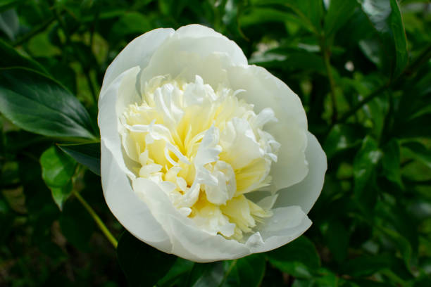 istock White peony on a green background close up 1334583175