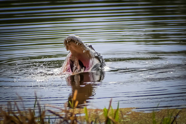 Adult crocodile in louisianna swamp water close up of head