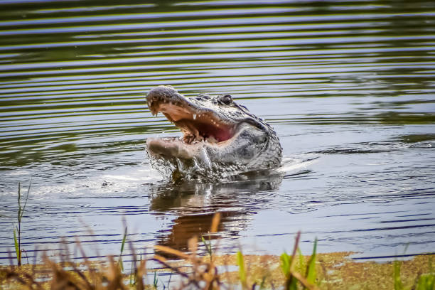 cocodrilo en pantano comiendo presas - ataque animal fotografías e imágenes de stock