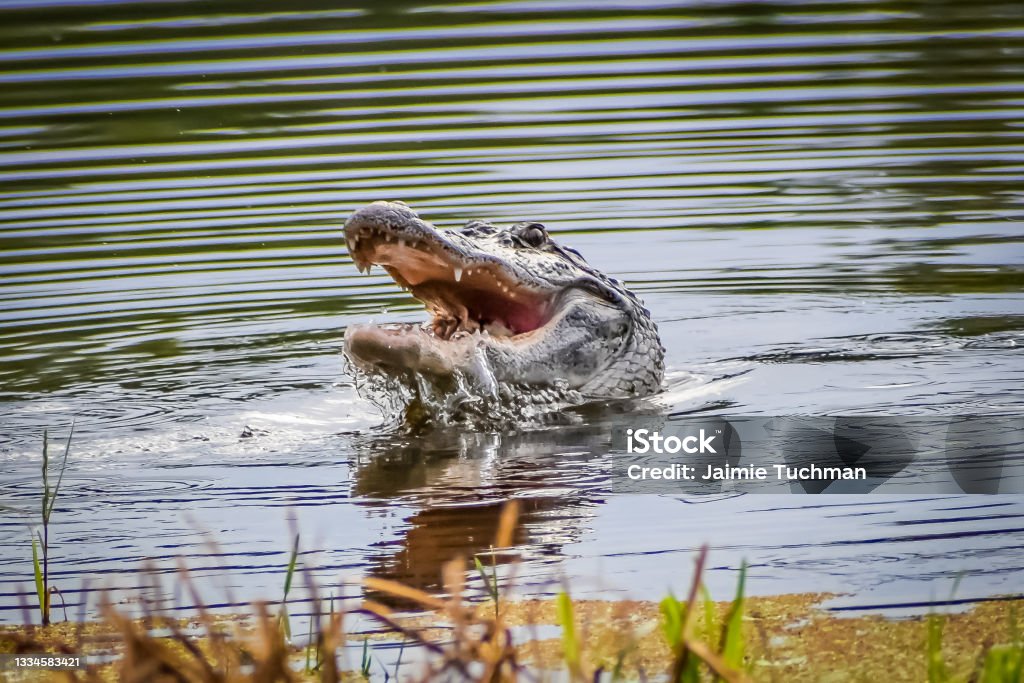 Alligator in swamp eating prey Alligator in Alabama catches a turtle and eats it. Alligator Stock Photo