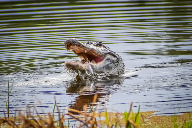 Alligator in swamp eating prey stock photo