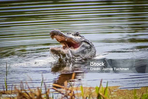 Alligator In Swamp Eating Prey Stock Photo - Download Image Now - Alligator, Animals Attacking, Violence