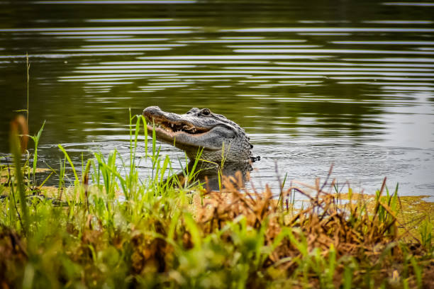 cocodrilo en pantano comiendo presas - caimán fotografías e imágenes de stock
