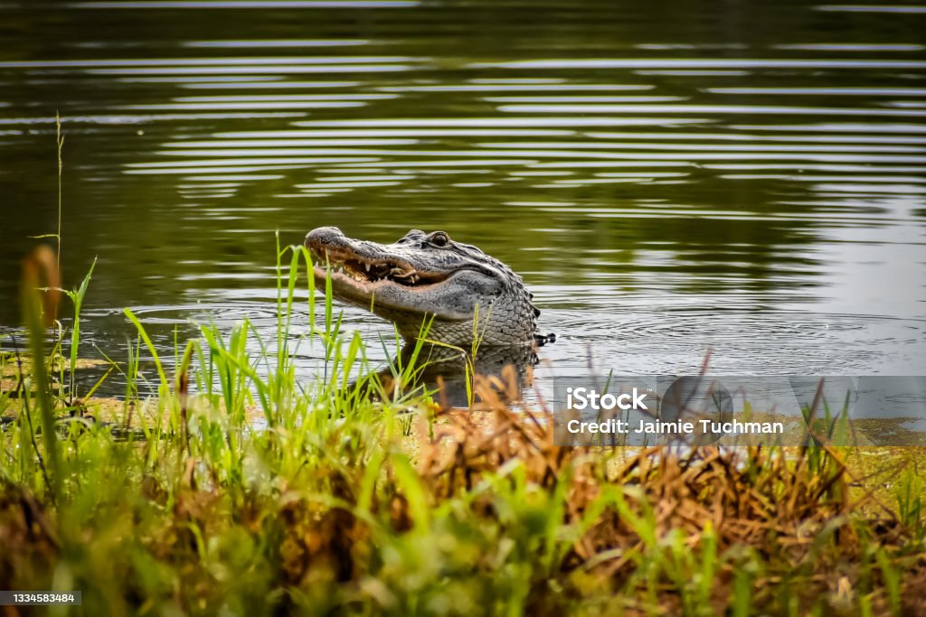 Alligator in swamp eating prey Alligator in Louisiana catches a turtle and eats it. Alligator Stock Photo