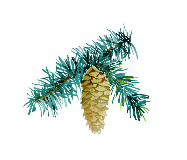 istock Spruce branch with cone watercolor isolated on white background illustration for all prints. 1334584215