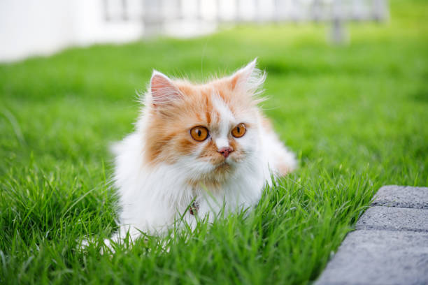 istock The cute Persian cat is sitting on a green grass field, and looking something, selective focus shallow depth of field 1334585491