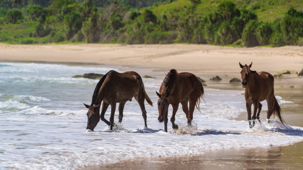 seahorses sumba island beach sandalwood ponies panorama indonesia - horse animals in the wild water beach imagens e fotografias de stock