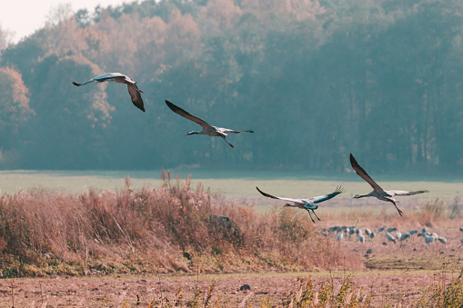 Group of common cranes grus grus fly away. Autumn mornin background.