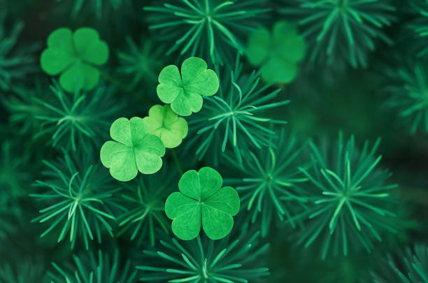 istock green clover leaves on a background of fluffy grass 1334586719