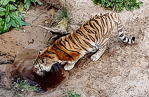 A tiger drinks from the puddle