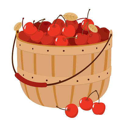 A wicker basket with ripe garden cherries. Vector clipart, white background.
