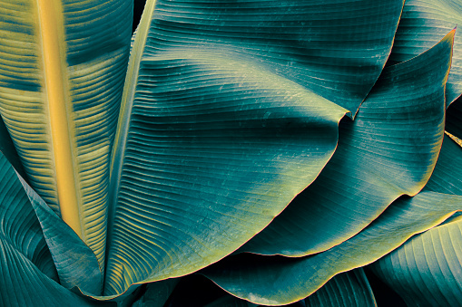 close up of large palm leaf, toned process