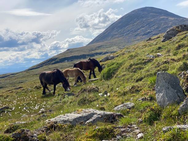 istock Drafthorse in thw mountains 1334588145