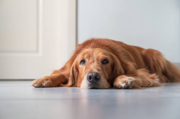 istock Golden Retriever lying on the floor 1334588212