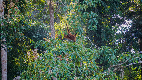 Orangutans or Pongo Pygmaeus seen at rainforest discovery centre, Sepilok Borneo