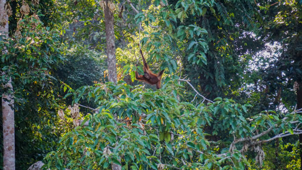 Orangutans or Pongo Pygmaeus seen at rainforest discovery centre, Sepilok Borneo stock photo