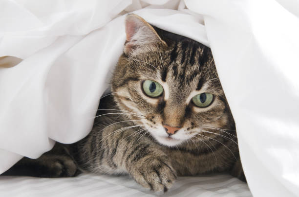 istock Charming striped cat peeks out from under a white blanket 1334589334