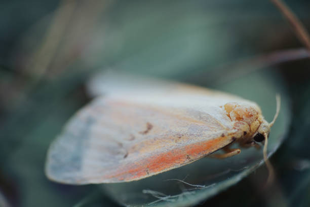 istock Moth, butterfly animal sitting on big leaf, colored macro photo 1334590326