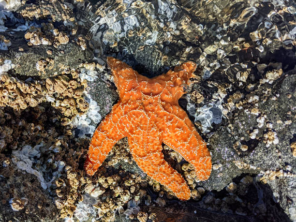 pomarańczowa gwiazda morska (pisaster) na wybrzeżu oceanu spokojnego - ochre sea star zdjęcia i obrazy z banku zdjęć