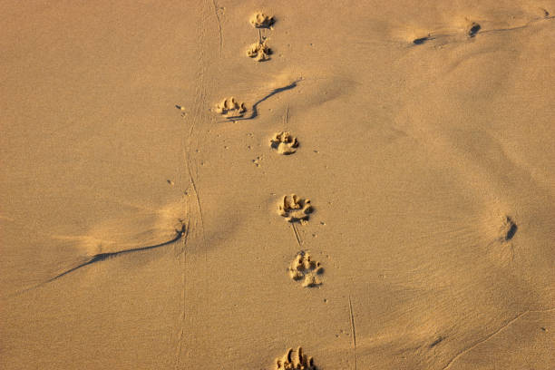 huellas de patas de perro en la arena - paw print fotos fotografías e imágenes de stock