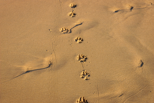 Dog Tracks in Sand at Sunset after Walk on Beach