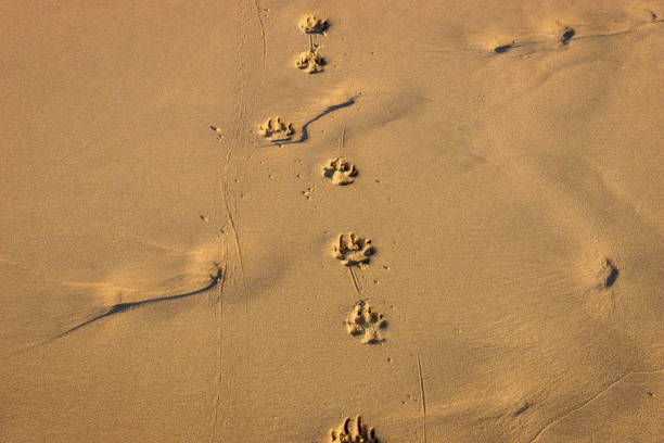 Dog Paw Prints in Sand Dog Tracks in Sand at Sunset after Walk on Beach animal track photos stock pictures, royalty-free photos & images