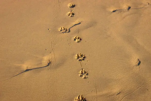 Dog Tracks in Sand at Sunset after Walk on Beach