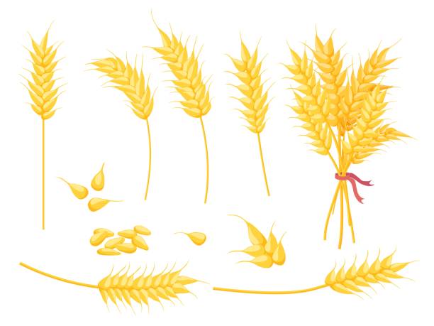 cartoon reife gold weizen pflanze, getreide und ohr. gelber einzelstachel, strauß und samen. vektorsatz für landwirtschaftliche ernte, bäckerei und landwirtschaftliche symbole - wheat cereal plant oat crop stock-grafiken, -clipart, -cartoons und -symbole