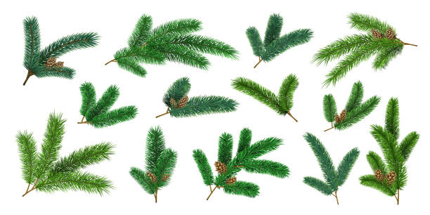 illustrazioni stock, clip art, cartoni animati e icone di tendenza di rami realistici di alberi di natale e ramoscelli di abete con pigna. ghirlande di decorazione del pino di natale sempreverdi. set vettoriale aghi di pini forestali 3d - pine tree evergreen tree backgrounds needle