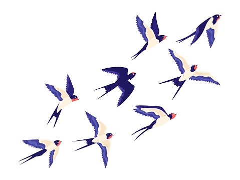 Flat small swallow bird flock flying in air. Cartoon group of barn swallows freedom flight in sky. Peaceful vector illustration with birds. Small wing bird swallow, flock wildlife