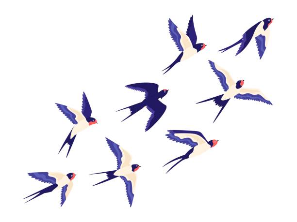Flat small swallow bird flock flying in air. Cartoon group of barn swallows freedom flight in sky. Peaceful vector illustration with birds Flat small swallow bird flock flying in air. Cartoon group of barn swallows freedom flight in sky. Peaceful vector illustration with birds. Small wing bird swallow, flock wildlife swallow bird illustrations stock illustrations