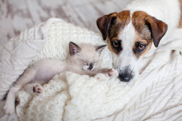 istock Dog and cat resting together 1334591892