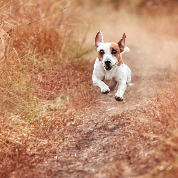 istock Dog running at autumn 1334591893