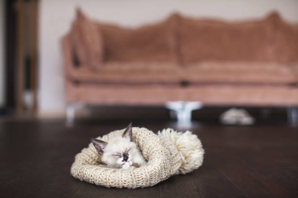istock Cut cat sleep in knitted hat 1334591953