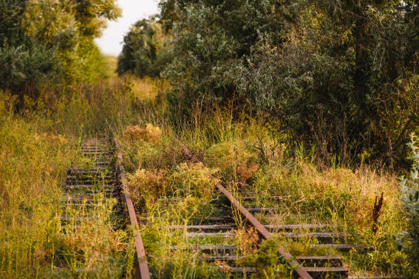 Photo of An old abandoned railway going into the forest.