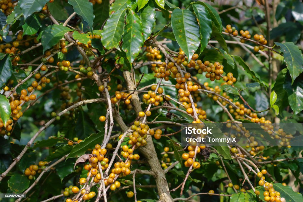 Yellow coffee fruit tree Yellow bourbon coffee tree, the yellow berry fruit variety of Coffea arabica Coffee Crop Stock Photo