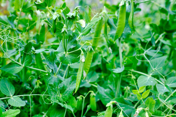 istock young peas in the garden 1334593024