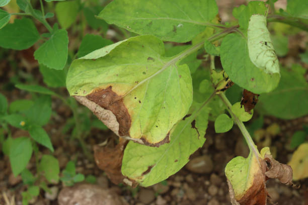 istock Disease on potato plant 1334594084