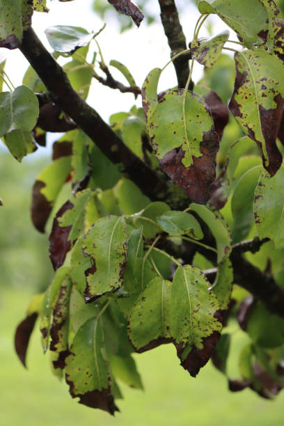 istock Brown spots on Pear tree green leaves 1334594120