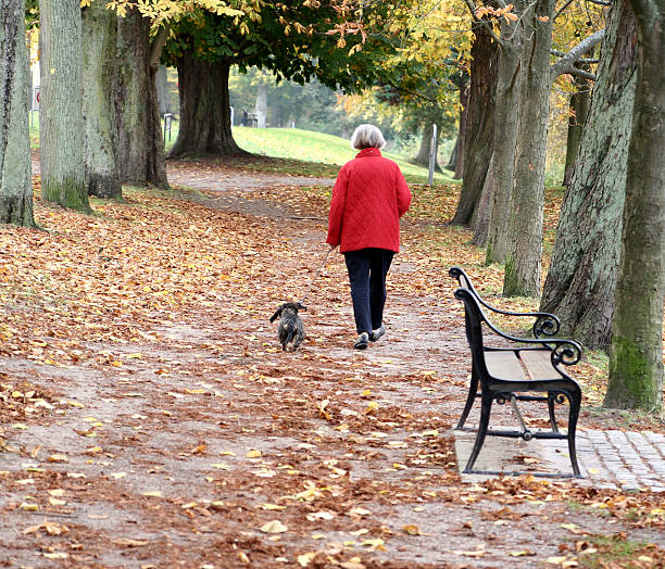walking the dog in autumn stock photo