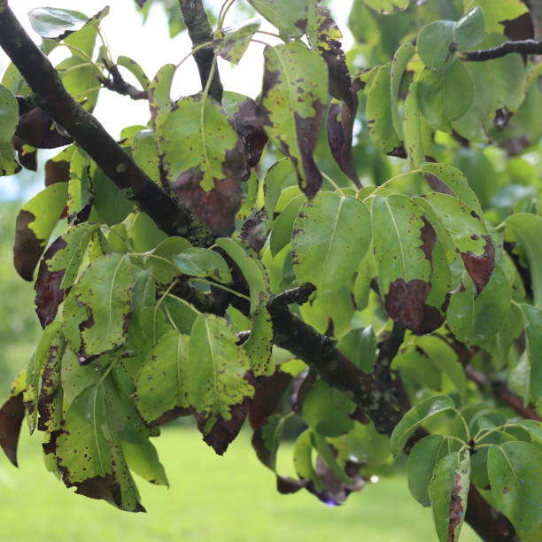 istock Brown spots on Pear tree green leaves 1334594170