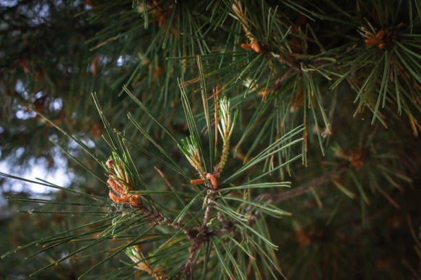 istock Cedar needles close-up. Young bumps. 1334595342