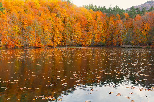 Autumn season, colorful tree leaves. Yedigoller.