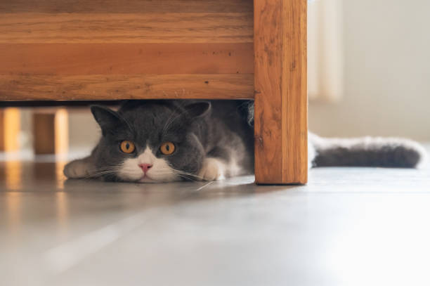 istock British Shorthair hiding under the table 1334598228