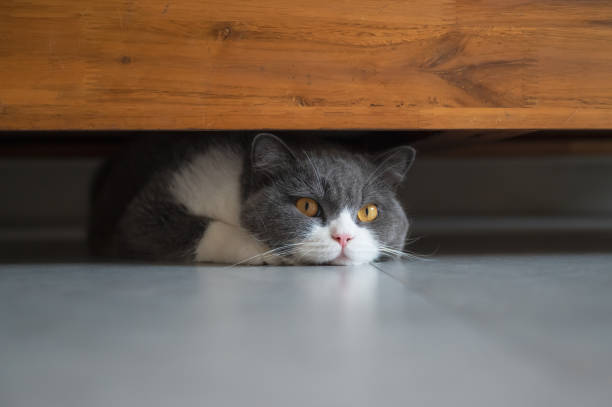 istock British Shorthair hiding under the table 1334598231