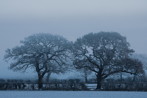 Misty winters morning with trees in silhouette and snow on the ground - Christleton Chester