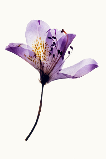 Bouquet of pink lilies on a white background close-up. Lily flowers as a background.