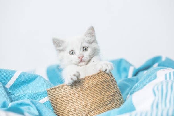 istock small white domestic kitten in basket  lying on bed with white blanket funny pose. cute adorable pet cat 1334602248